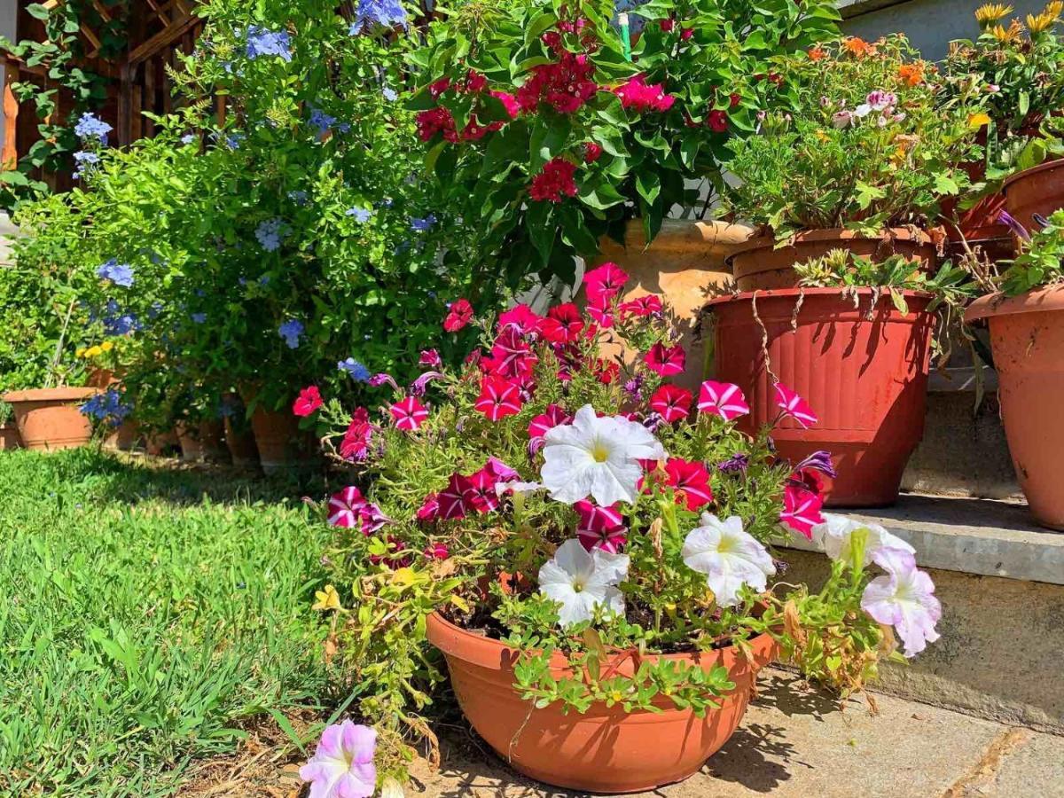 Mesimvria  Ivonnis Garden 빌라 외부 사진